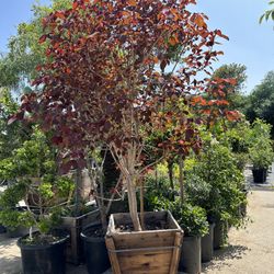 Euphorbia Caribbean Copper Tree