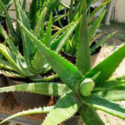 Aloe Vera