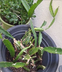Dragon Fruit Cactus Plant