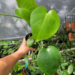 Monstera Deliciosa Plants 