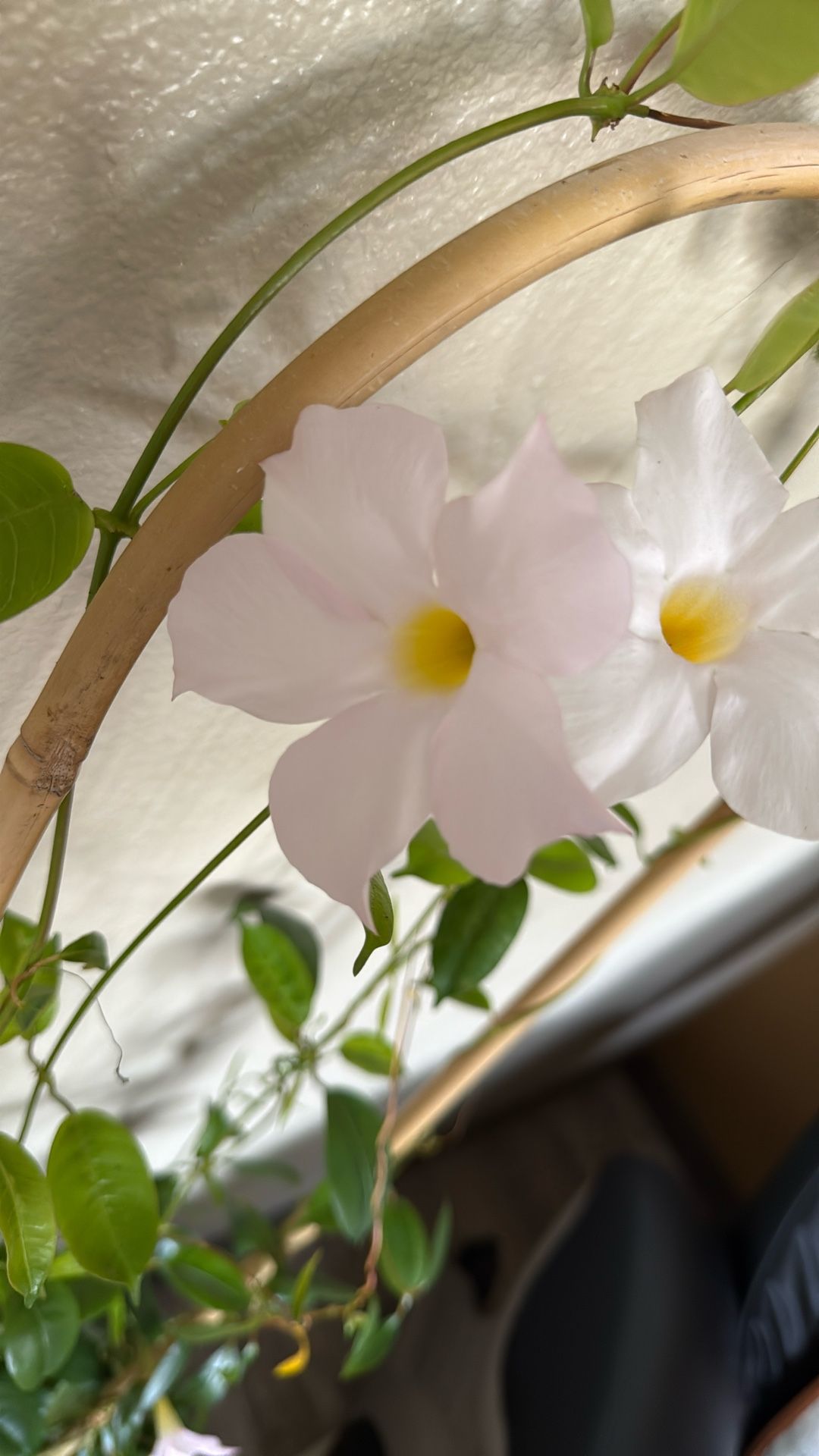 Mandevilla Trailing Plant