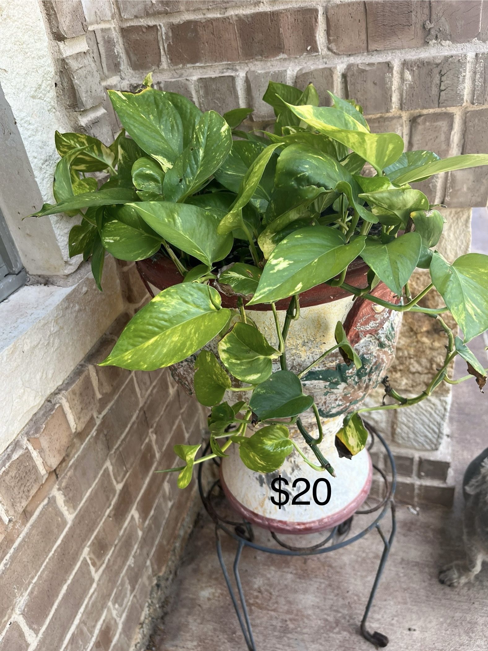 Plants