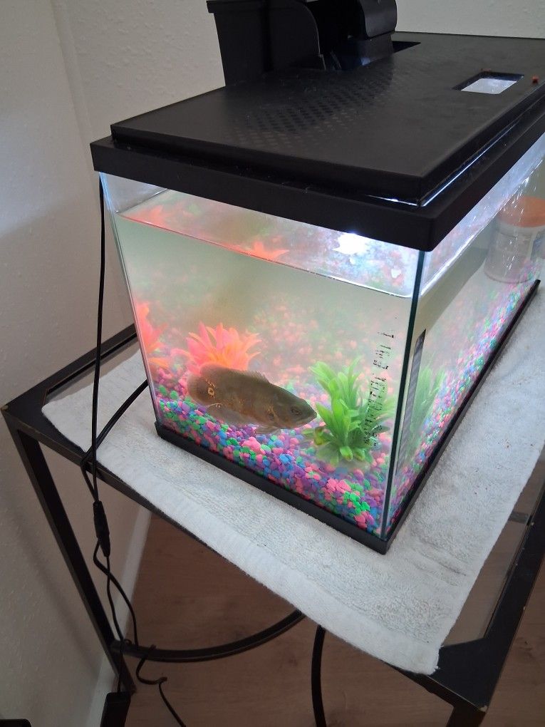 Oscar An Fish Tank