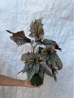 6” begonia looking glass