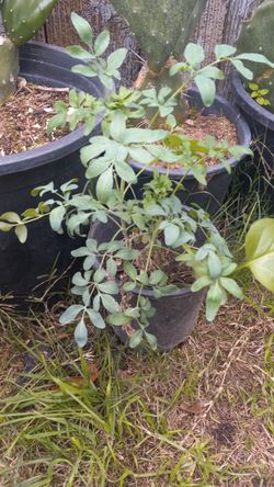 Ruda Rue Plant MACHO 