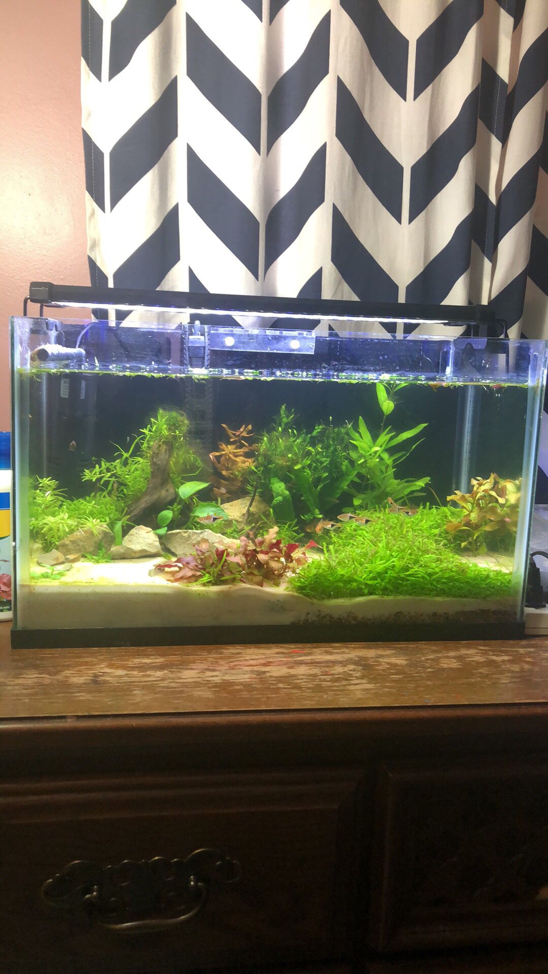 Fish tank with live plants