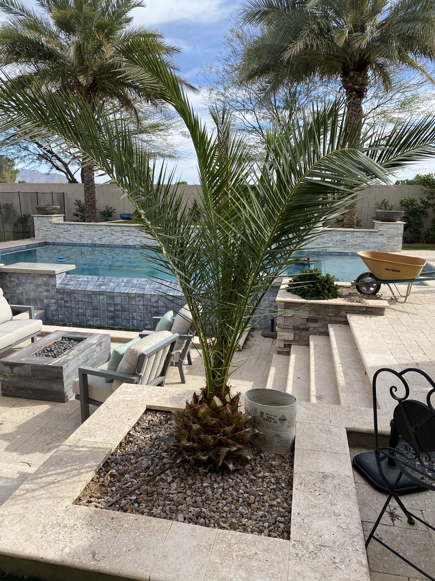 Pineapple Palm Trees