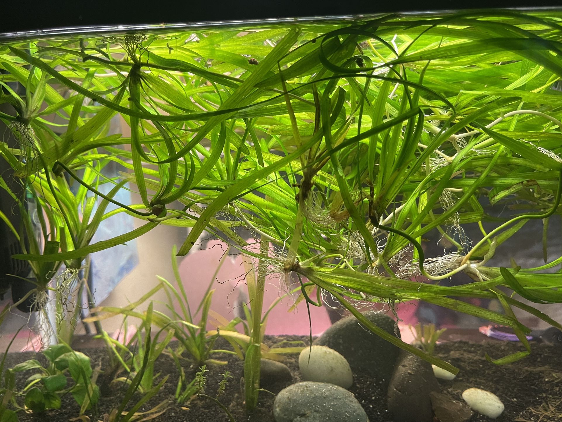 Jungle Val…..40+