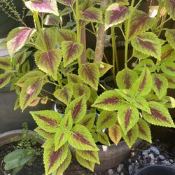 Plant
