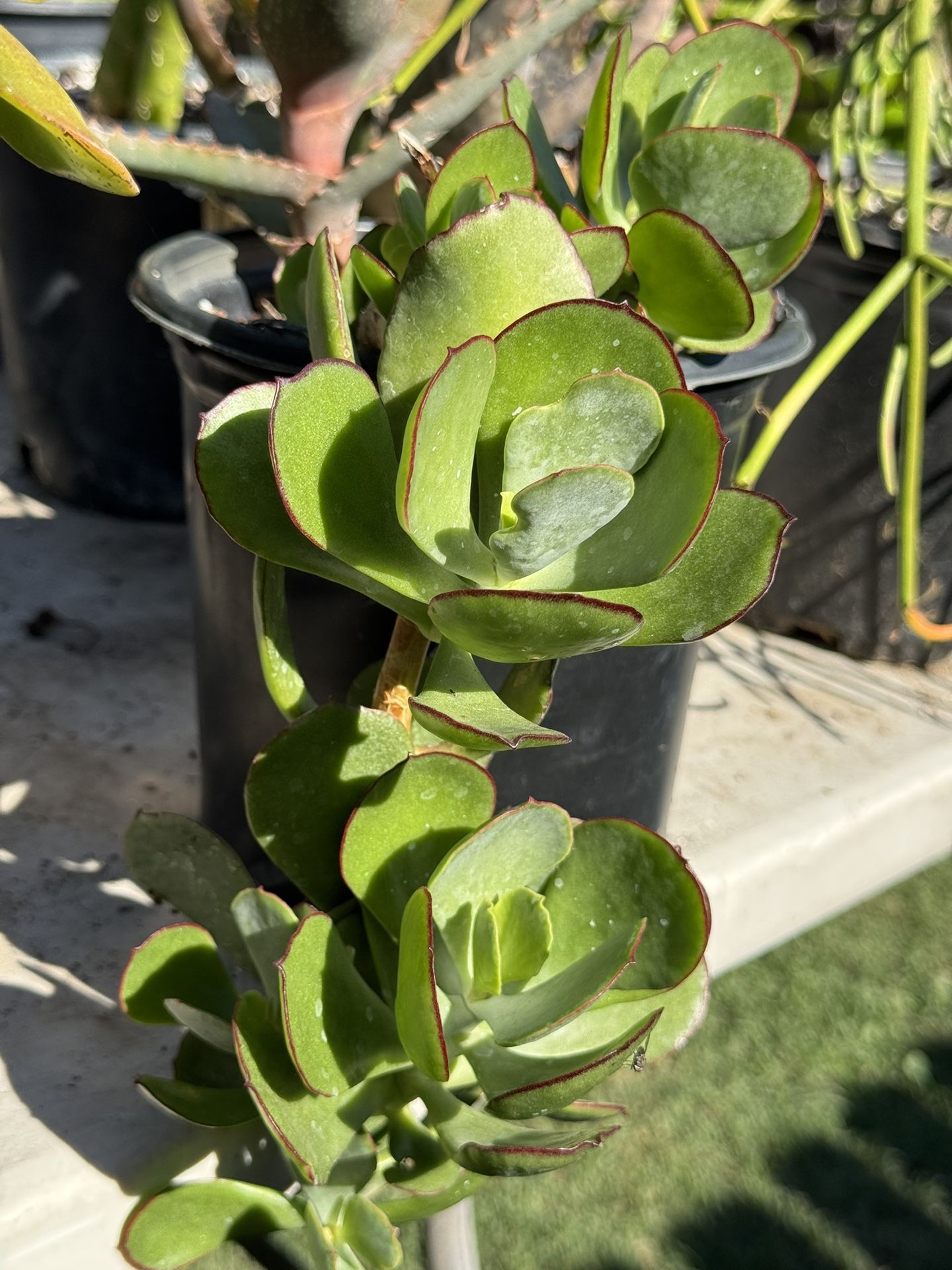 Succulents Plants 4”pot