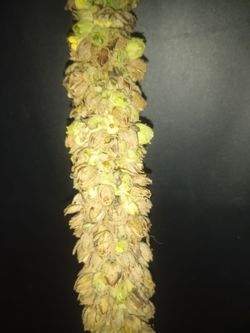 Angel grass /heaven Hayes 100% Sweet aroma Buds .