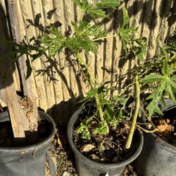 Mata de Papaya
