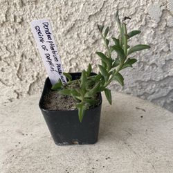 2 Inch Pot Succulent Plant - Dendrophorbium Peregrinum - String of Dolphins - Rooted & Established - Drought Resistant 🪴 Great Baby Shower Favors