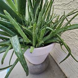 Aloe Vera Plant 30" In Aged-pink Terracotta 