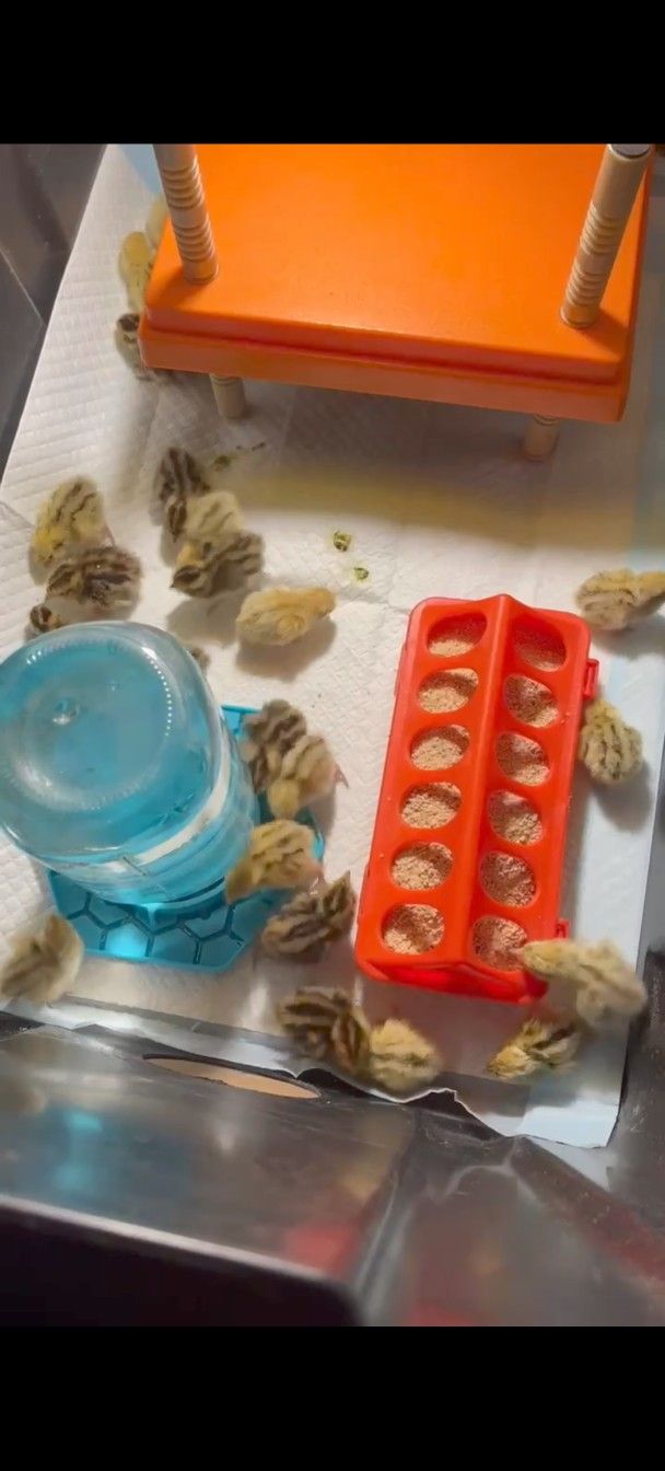Baby Quails!!