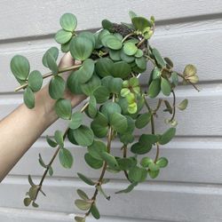 4” peperomia hope