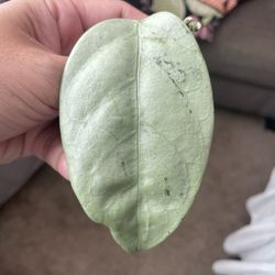 Hoya Coreacea Silver