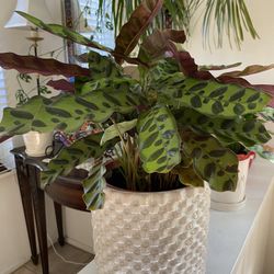 Calathea Plants Indoor Pot Included