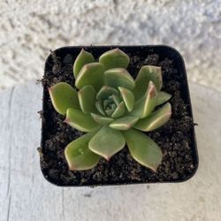 2 Inch Pot Succulent Plant - Echeveria Chihuahuaensis - Cat’s Claw Echeveria - Rooted & Established  - Drought Resistant 🪴 Perfect Baby & Wedding Sho