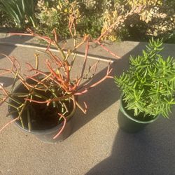 Succulents, Agave, Mitre Aloe, Panda Plant