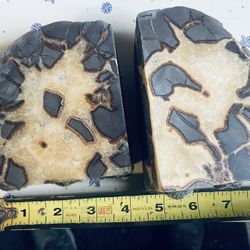 Septarian Nodule Polished 