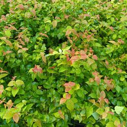 Cherry Hedge Plants 3gl,$6🌿🌿