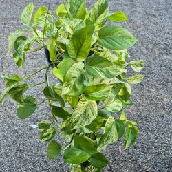 Marble Queen Pothos Plant 8" Pot $20 Each
