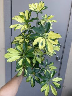 Variegated Schefflera Umbrella House Plant 6” Pot