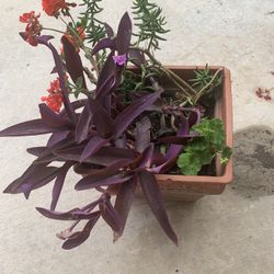 16$ Ricoua  Planter  with 4 Different Plants