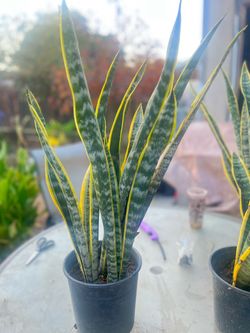 Lengua de suegra / snake plant