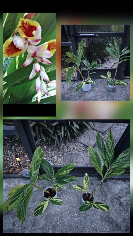 Shell Ginger Plant ..AKA  Pink Porcelain Lily, Variegated Ginger, Butterfly Ginger * SOLD SEPARATELY *