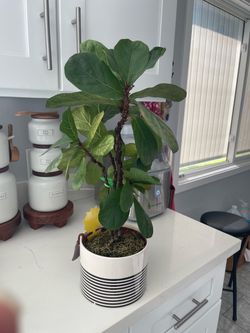 Beautiful plant