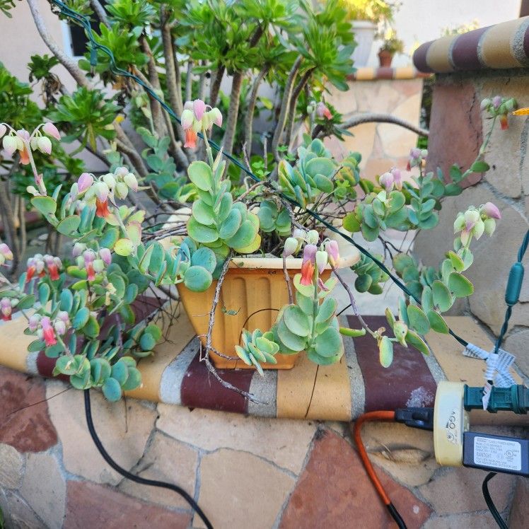 Kalanchoe marnieriana Plants Pot, Blooming Flowers ❤️❤️
