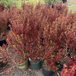 Coprosma ‘Pacific Sunset’