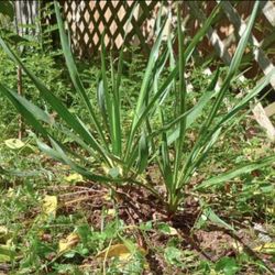 Medium Size Yucca Plants 