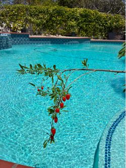 Goji berries live plants
