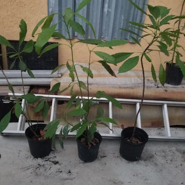Hass Avocado, Agyacates