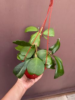 6” hoya kerrii