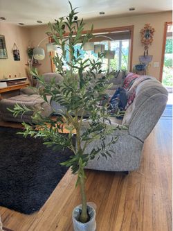 5ft new olive tree