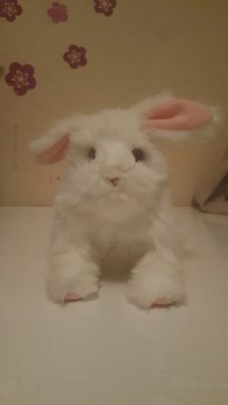 Cute bunny rabbit