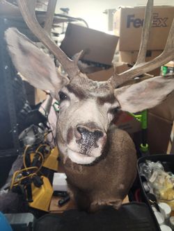 Whitetail Deer Head Mount Semi Sneak Left