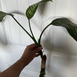 Dieffenbachia  House Plant 