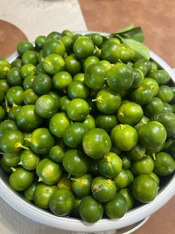 Calamansi / Calamondin Freshly Picked