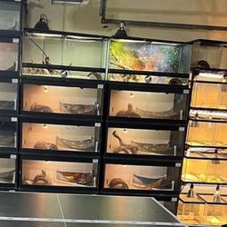 Bearded Dragon Business For Sale 