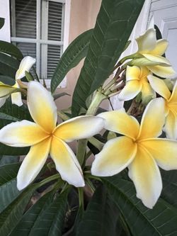 Plumeria 