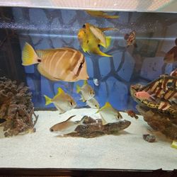 Saltwater Fish for Sale