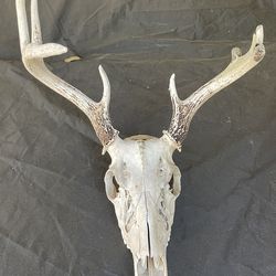 (8) Point stag  $100.00  CASH, TEXT FOR PRICES.