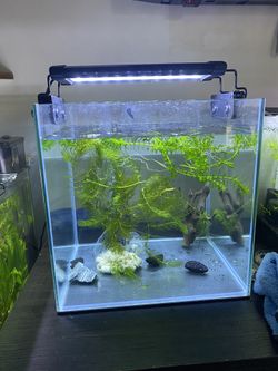 5 Gal Cube Tank