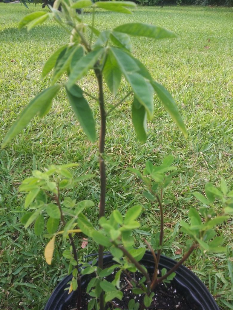 🌿🌿Planta chipilin🌿🌿