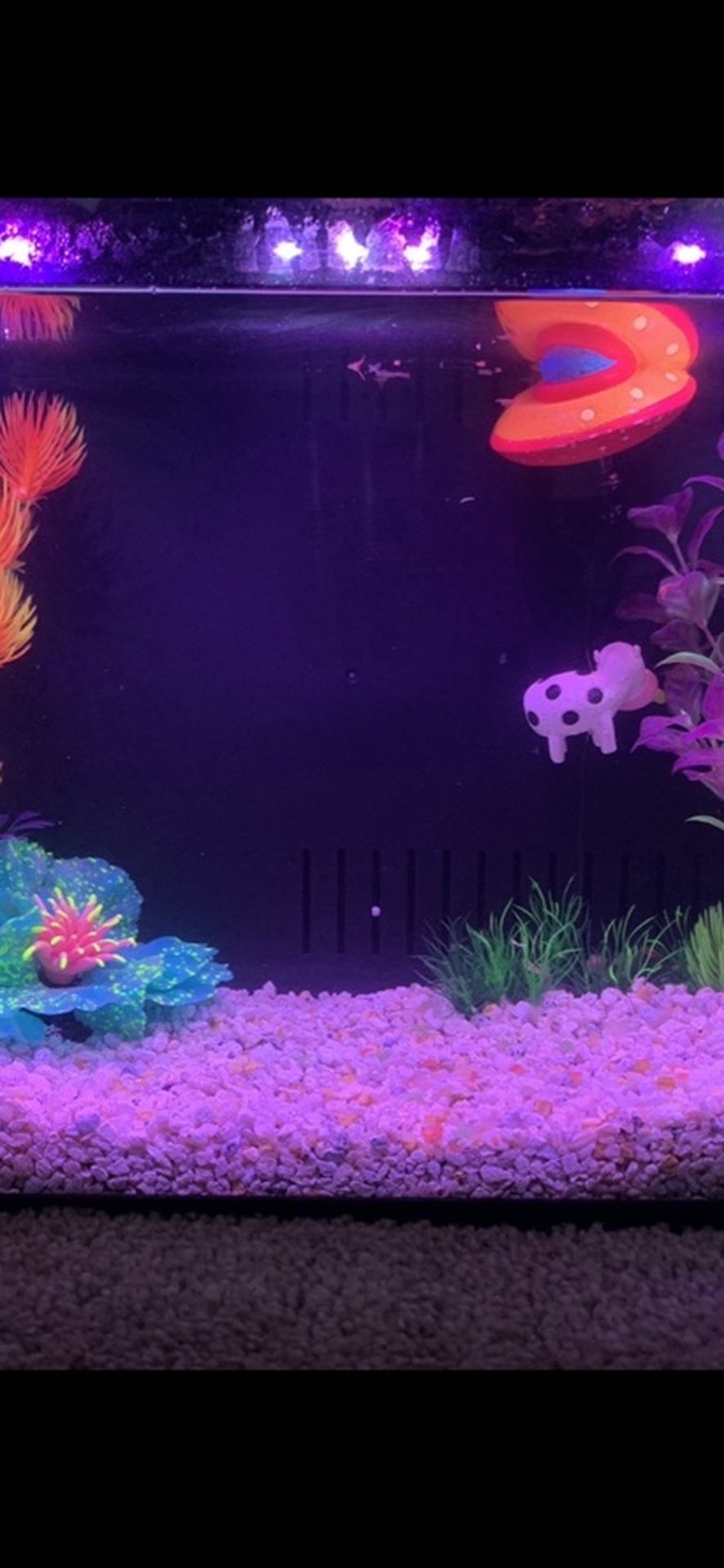 It’s a self clean RGB glow fish fish tank